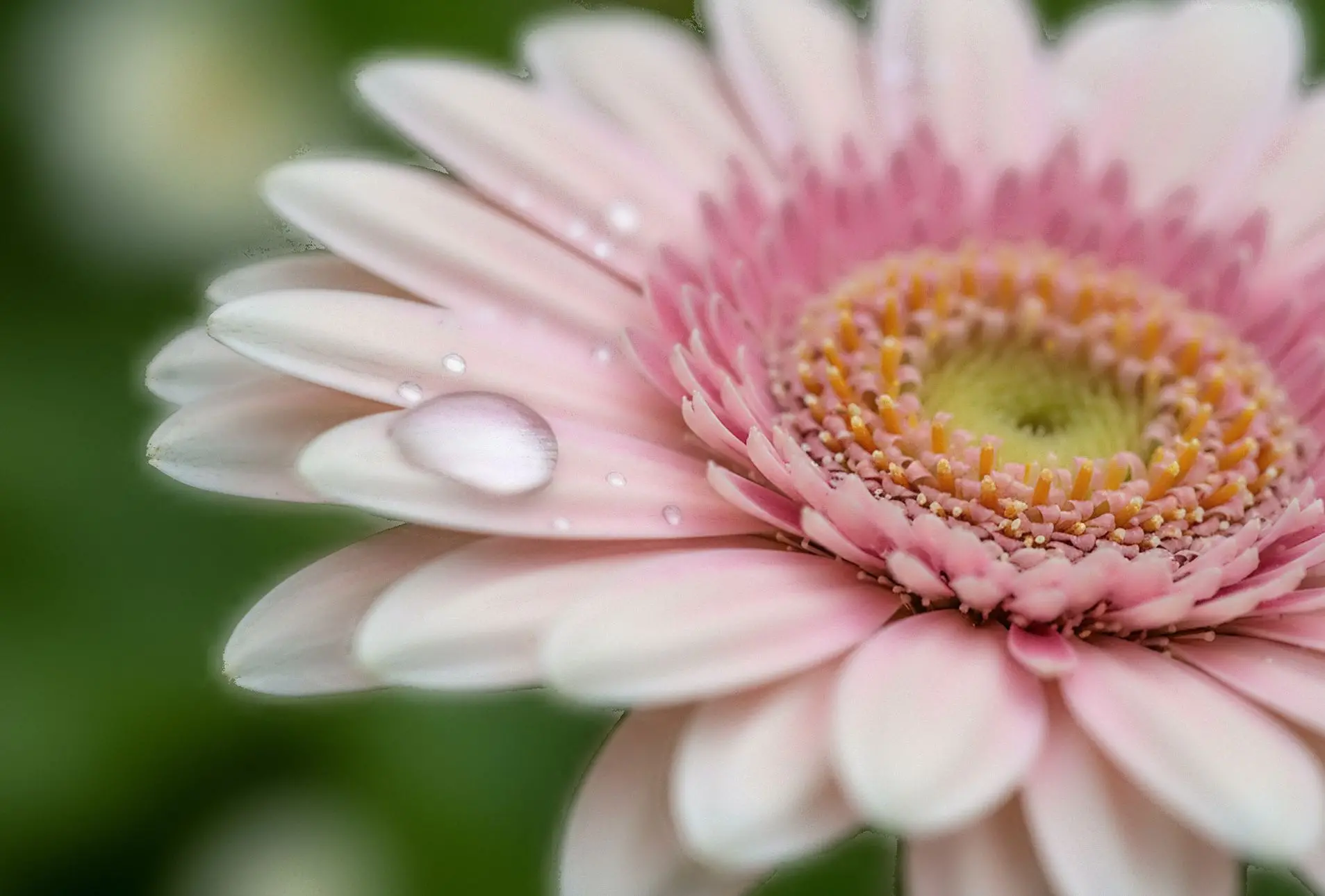 The same twelve frames merged - the whole flower is sharp.